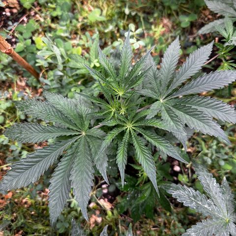 Pearl 41(Face on Fire x PCS 1) growlog timeline photo