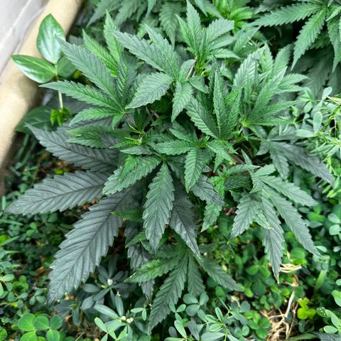 Pearl 41(Face on Fire x PCS 1) growlog timeline photo