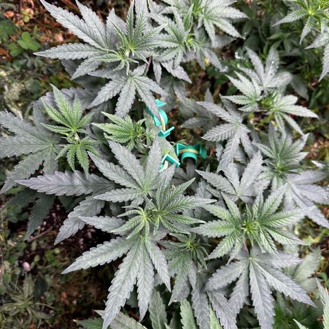 Super Lemon Gushers(Gushers X Super Lemon SMAC) growlog timeline photo