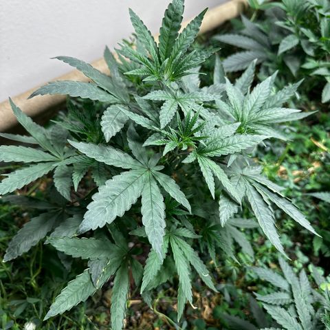 Super Lemon Gushers(Gushers X Super Lemon SMAC) growlog timeline photo