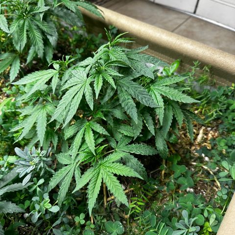 Super Lemon Gushers(Gushers X Super Lemon SMAC) growlog timeline photo
