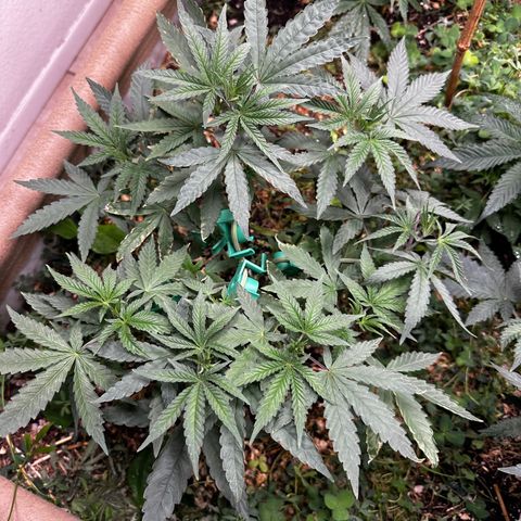 Super Lemon Gushers(Gushers X Super Lemon SMAC) growlog timeline photo