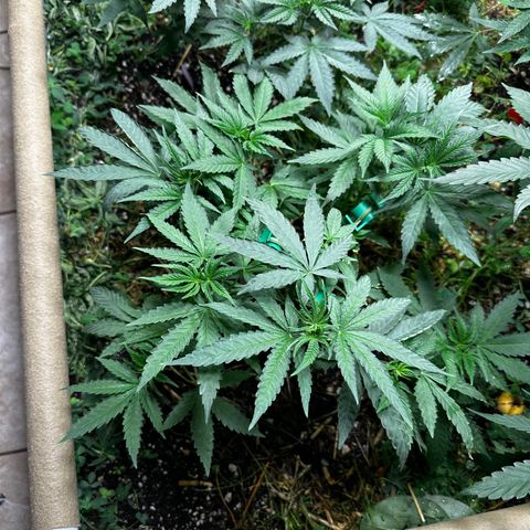 Super Lemon Gushers(Gushers X Super Lemon SMAC) growlog timeline photo
