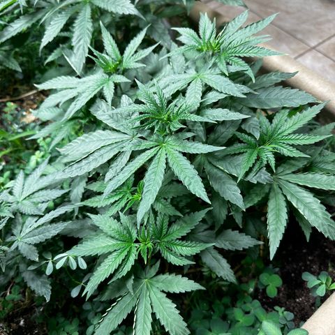 Super Lemon Gushers(Gushers X Super Lemon SMAC) growlog timeline photo
