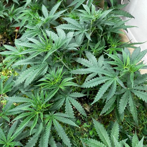 Strawberry 2.1(Strawguava x OGKB 2.1) growlog timeline photo