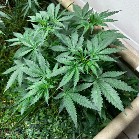Strawberry 2.1(Strawguava x OGKB 2.1) growlog timeline photo