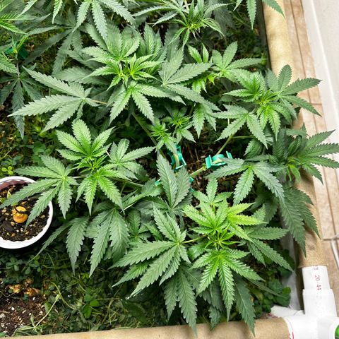 Strawberry 2.1(Strawguava x OGKB 2.1) growlog timeline photo
