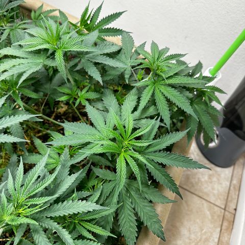 Strawberry 2.1(Strawguava x OGKB 2.1) growlog timeline photo