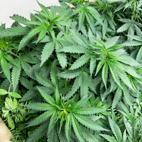 Strawberry 2.1(Strawguava x OGKB 2.1) growlog timeline photo
