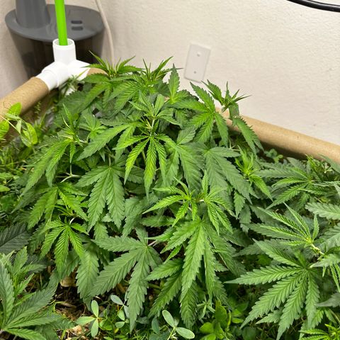 Strawberry 2.1(Strawguava x OGKB 2.1) growlog timeline photo