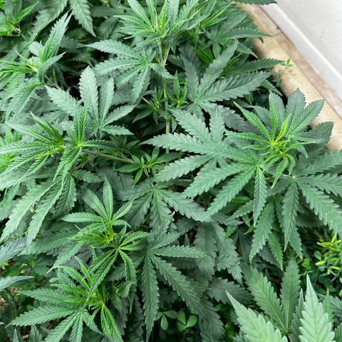 Strawberry 2.1(Strawguava x OGKB 2.1) growlog timeline photo