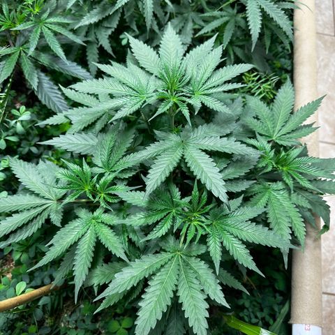 Strawberry 2.1(Strawguava x OGKB 2.1) growlog timeline photo