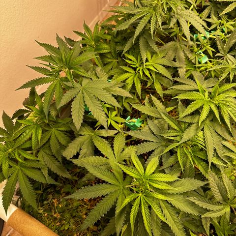Strawberry 2.1(Strawguava x OGKB 2.1) growlog timeline photo