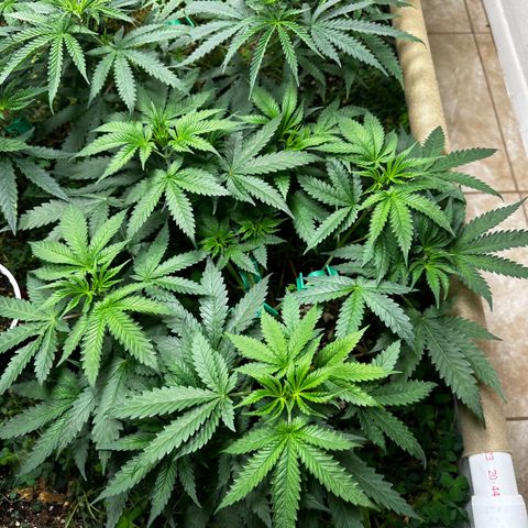 Strawberry 2.1(Strawguava x OGKB 2.1) growlog timeline photo