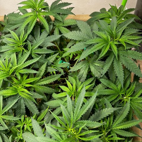 Strawberry 2.1(Strawguava x OGKB 2.1) growlog timeline photo