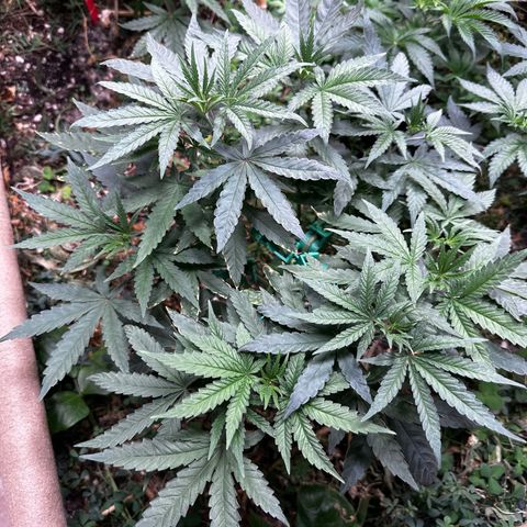 Super Lemon Gushers(Gushers X Super Lemon SMAC) growlog timeline photo