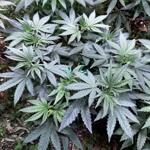 Super Lemon Gushers(Gushers X Super Lemon SMAC) growlog timeline photo