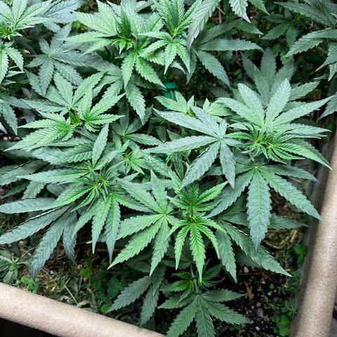 Super Lemon Gushers(Gushers X Super Lemon SMAC) growlog timeline photo