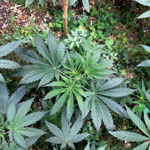 Pearl 41(Face on Fire x PCS 1) growlog timeline photo