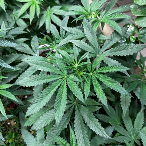 Pearl 41(Face on Fire x PCS 1) growlog timeline photo