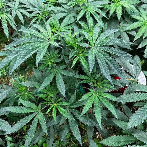 Pearl 41(Face on Fire x PCS 1) growlog timeline photo