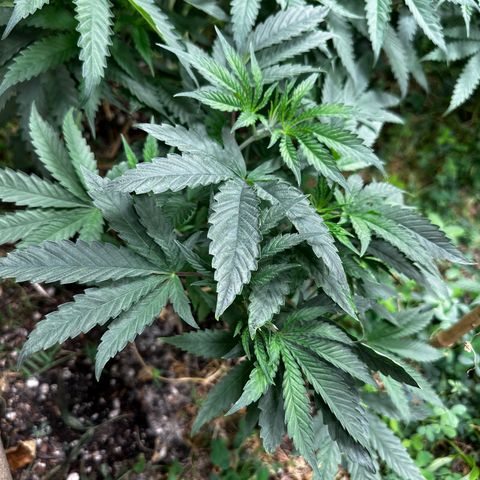 Pearl 41(Face on Fire x PCS 1) growlog timeline photo