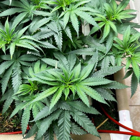 Strawberry 2.1(Strawguava x OGKB 2.1) growlog timeline photo