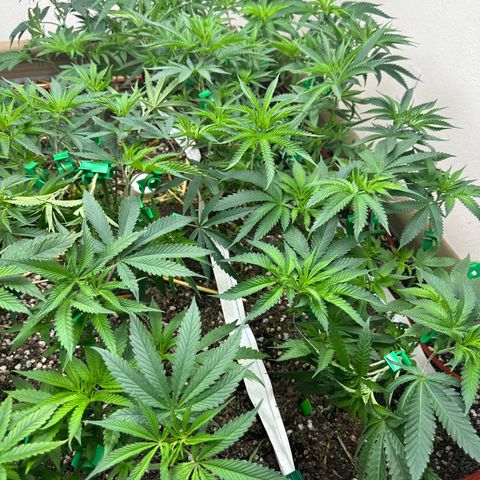 Strawberry 2.1(Strawguava x OGKB 2.1) growlog timeline photo