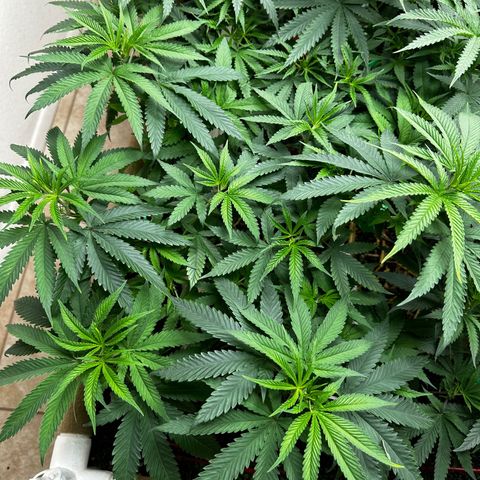 Strawberry 2.1(Strawguava x OGKB 2.1) growlog timeline photo