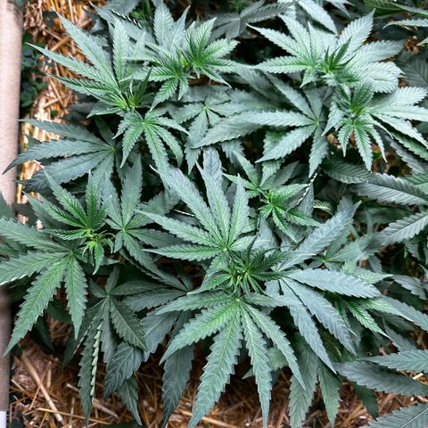 Super Lemon Gushers(Gushers X Super Lemon SMAC) growlog timeline photo