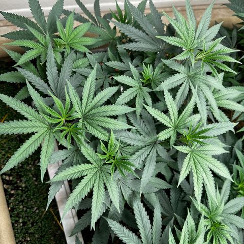 Super Lemon Gushers(Gushers X Super Lemon SMAC) growlog timeline photo