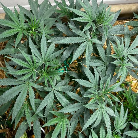 Super Lemon Gushers(Gushers X Super Lemon SMAC) growlog timeline photo