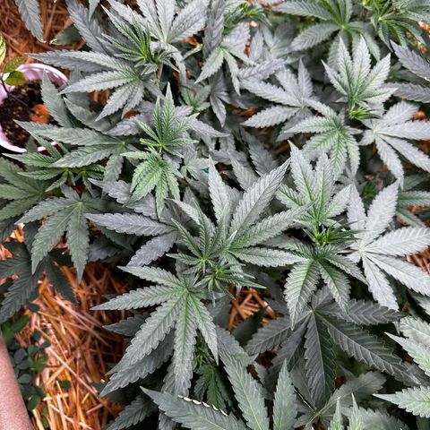 Super Lemon Gushers(Gushers X Super Lemon SMAC) growlog timeline photo