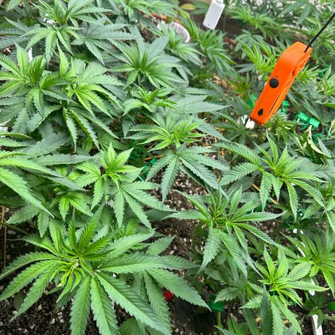 Super Lemon Gushers(Gushers X Super Lemon SMAC) growlog timeline photo
