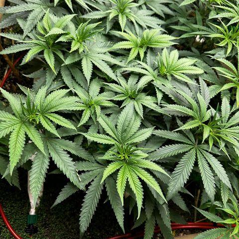 Super Lemon Gushers(Gushers X Super Lemon SMAC) growlog timeline photo