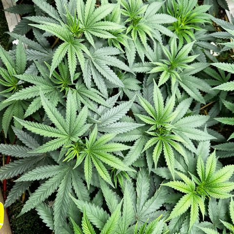 Super Lemon Gushers(Gushers X Super Lemon SMAC) growlog timeline photo