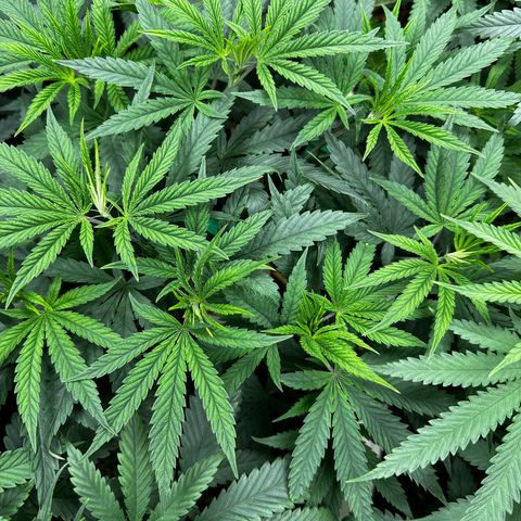 Pearl 41(Face on Fire x PCS 1) growlog timeline photo