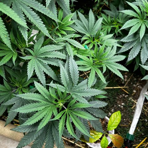 Pearl 41(Face on Fire x PCS 1) growlog timeline photo