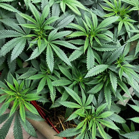 Pearl 41(Face on Fire x PCS 1) growlog timeline photo