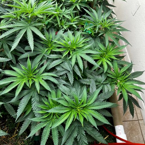 Strawberry 2.1(Strawguava x OGKB 2.1) growlog timeline photo