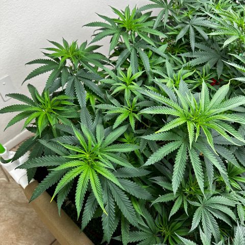 Strawberry 2.1(Strawguava x OGKB 2.1) growlog timeline photo