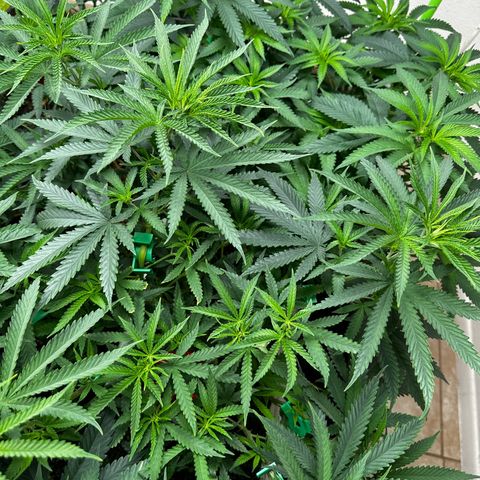 Strawberry 2.1(Strawguava x OGKB 2.1) growlog timeline photo