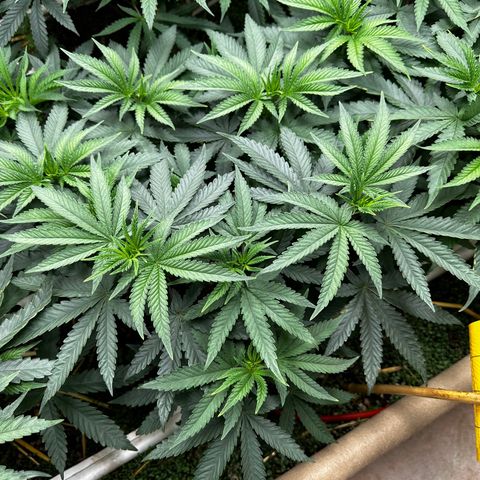Super Lemon Gushers(Gushers X Super Lemon SMAC) growlog timeline photo