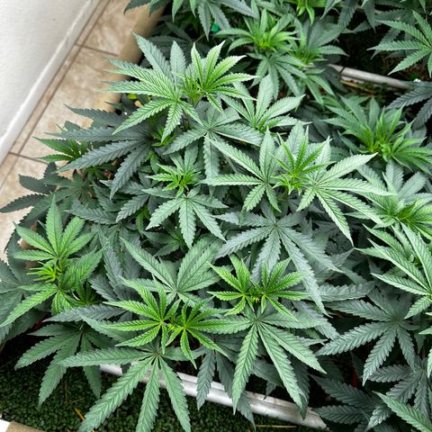 Super Lemon Gushers(Gushers X Super Lemon SMAC) growlog timeline photo