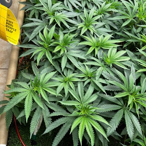 Super Lemon Gushers(Gushers X Super Lemon SMAC) growlog timeline photo