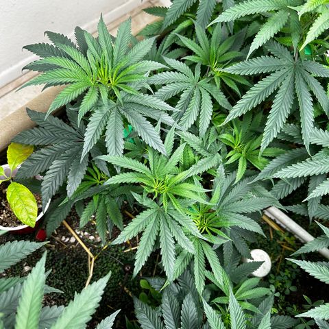 Pearl 41(Face on Fire x PCS 1) growlog timeline photo