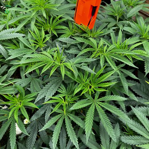 Pearl 41(Face on Fire x PCS 1) growlog timeline photo