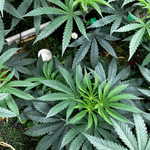 Pearl 41(Face on Fire x PCS 1) growlog timeline photo