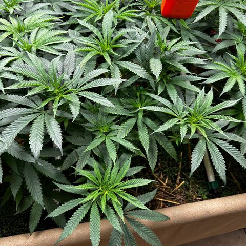 Pearl 41(Face on Fire x PCS 1) growlog timeline photo
