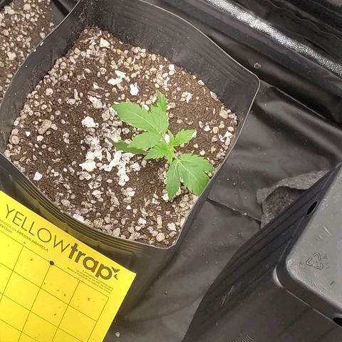 OG Kush Auto growlog photo: Cheguei de viagem vaso tinha virado ela croppou sozinha, já se recuperando 